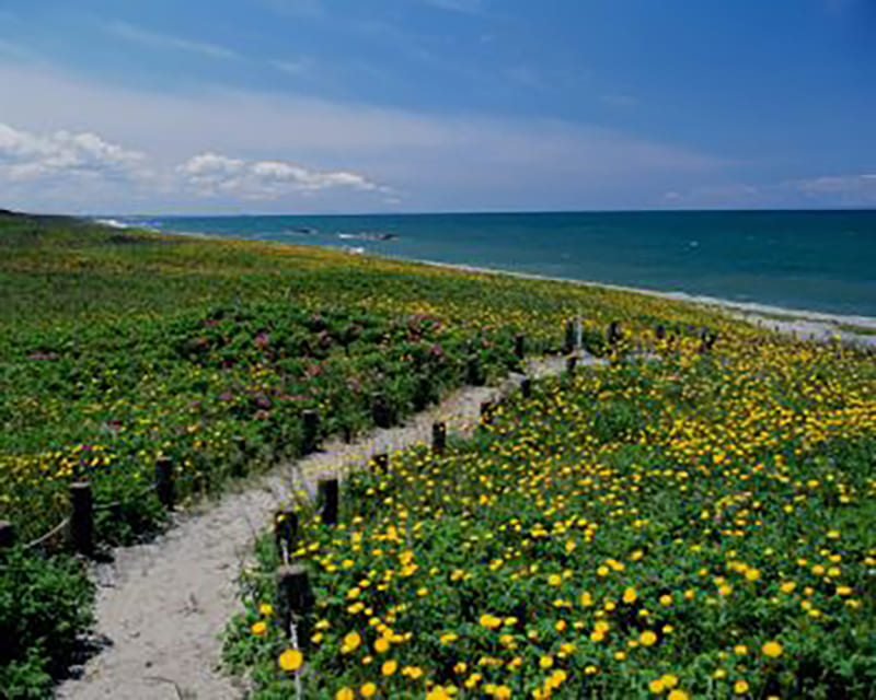 하마나스노 오카