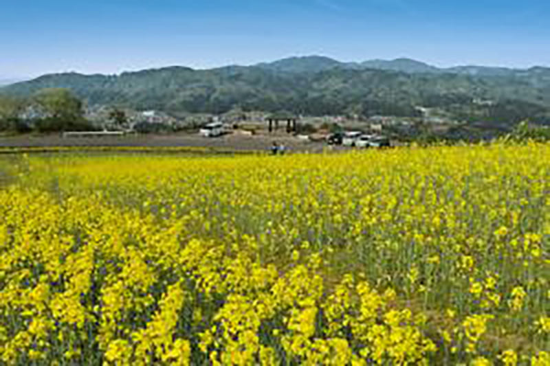사와야마 포켓 파크