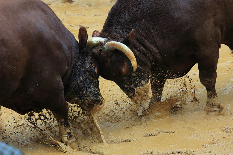 오지야 투우 (우시노츠노츠키)