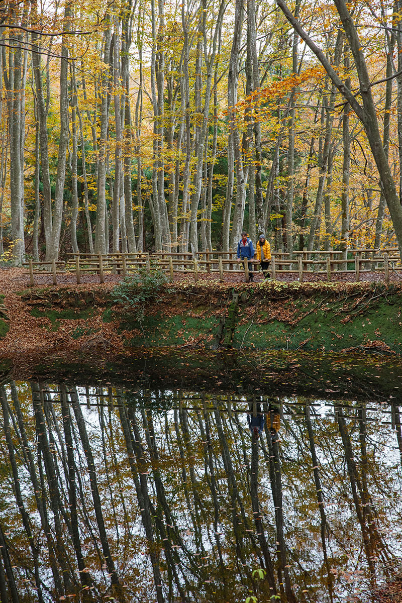 비진바야시 (미인 숲)