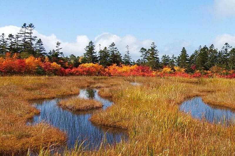 코마츠바라 습원