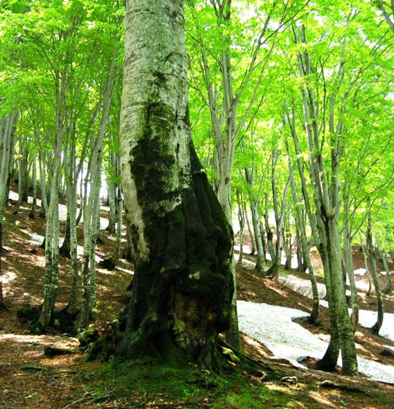 마츠노야마 아마미즈코시