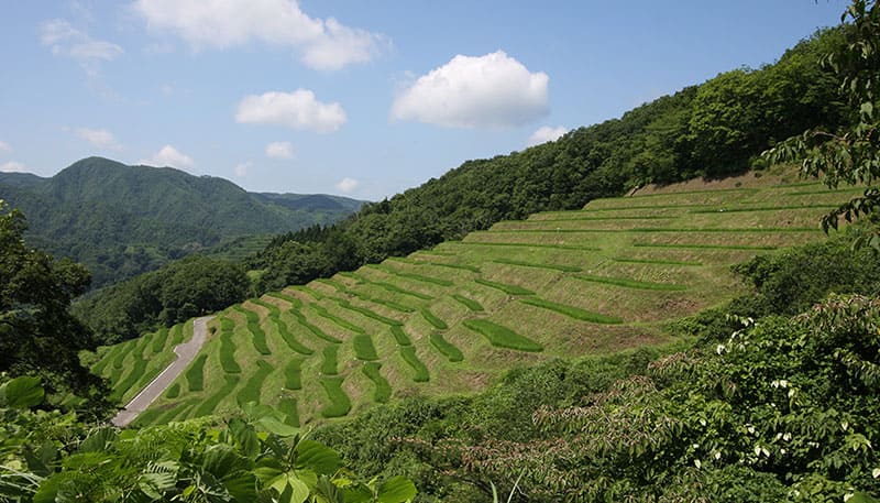 오구라 센마이다 계단식 논