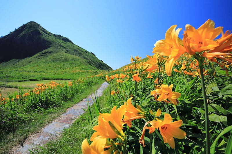 오노가메 원추리