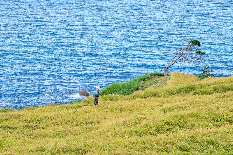 시로요네 센마이다
