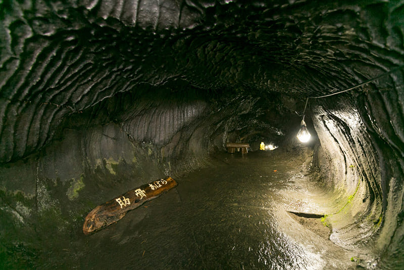 후나츠 타이내 수형