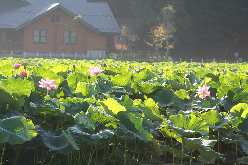 후지요시다시 아쿠미코 공원