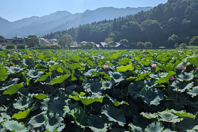 후지요시다시 아쿠미 지구