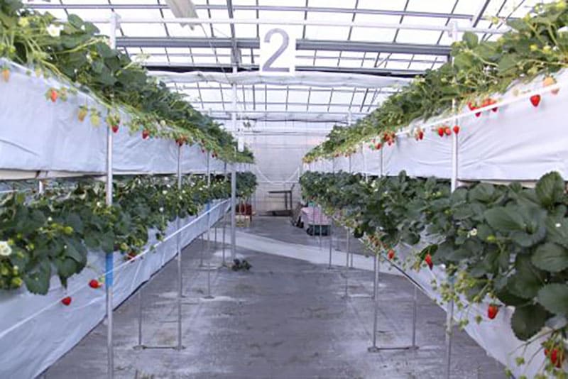 이치고 랜드 내