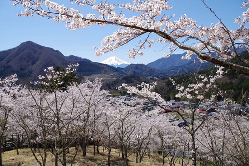 마키 오이세야마