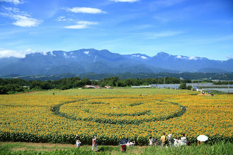 호쿠토시 아케노 해바라기 축제