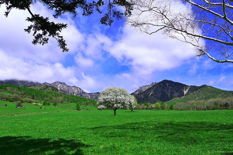 야츠가타케 목장