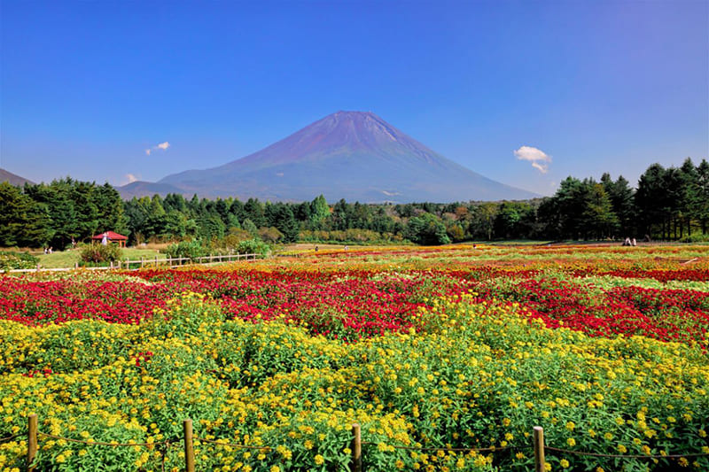 후지 모토스호 리조트