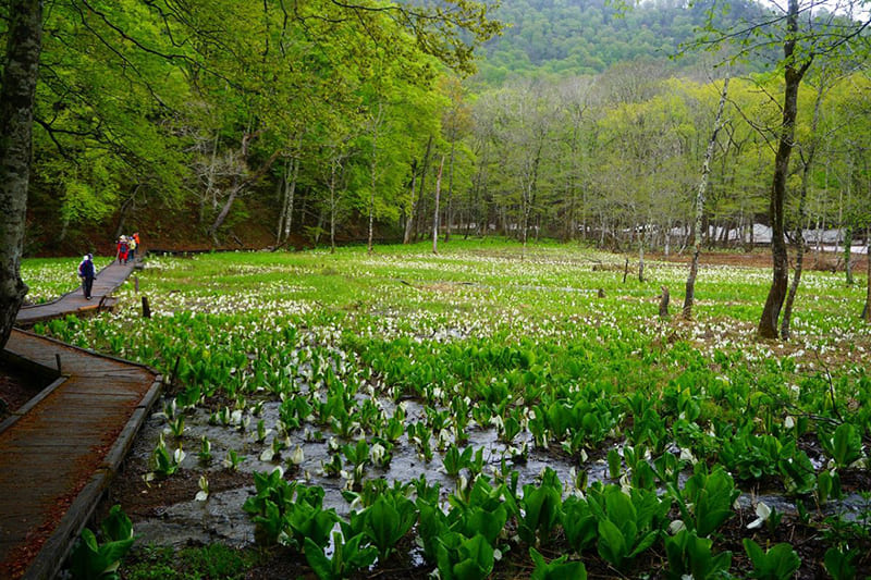 오쿠스소바나 자연원
