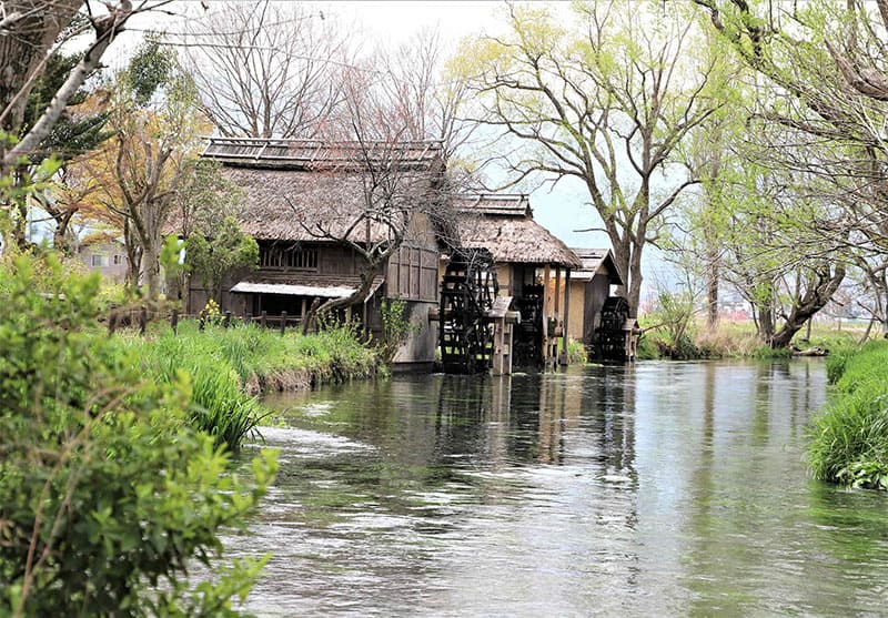 대왕 와사비 농장