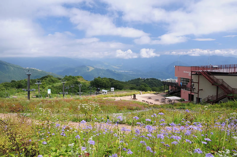하쿠바 고류 고산 식물원