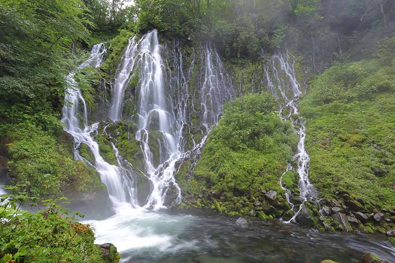 乗鞍山麓 五色ヶ原の森