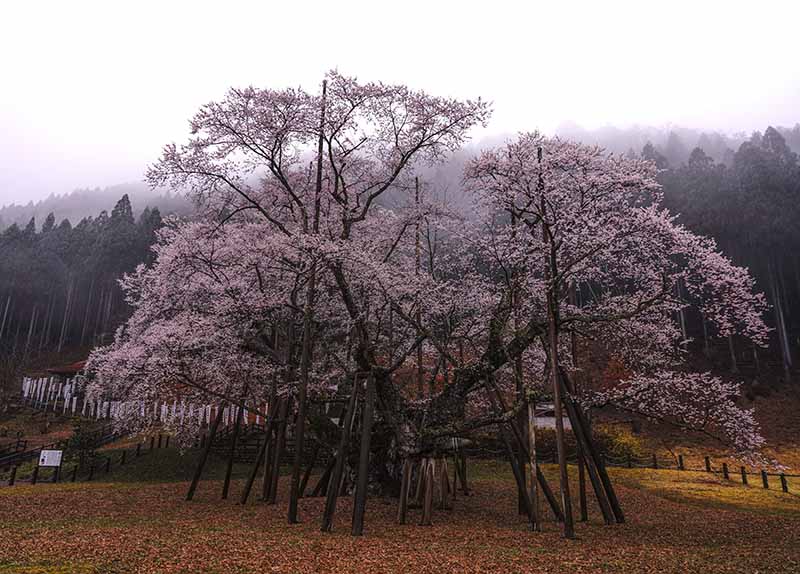 네오다니 우스즈미 사쿠라