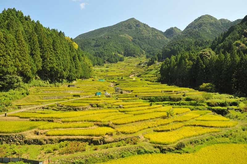 요츠야의 센마이다