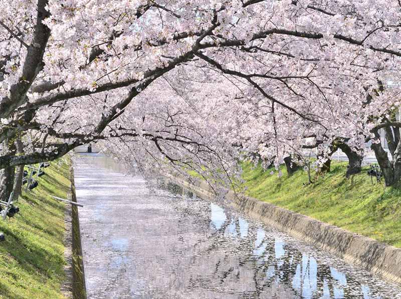 五條川櫻花樹道