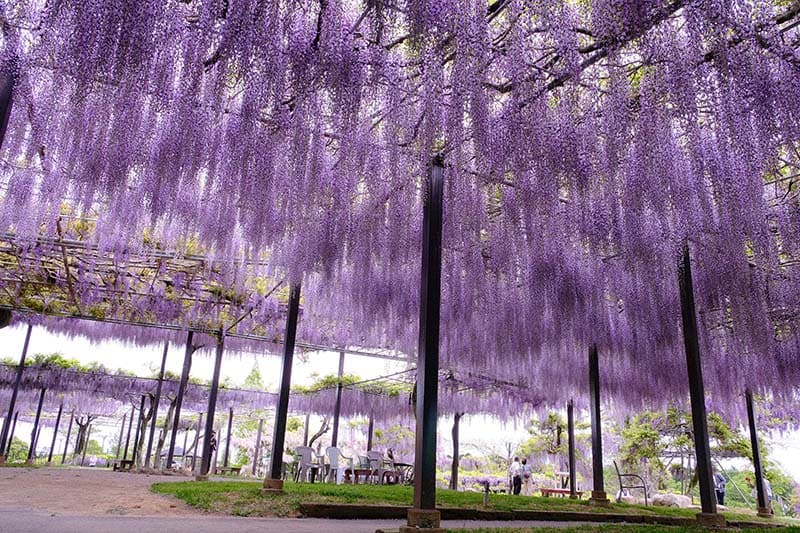 가자하야노 사토 (쓰시)