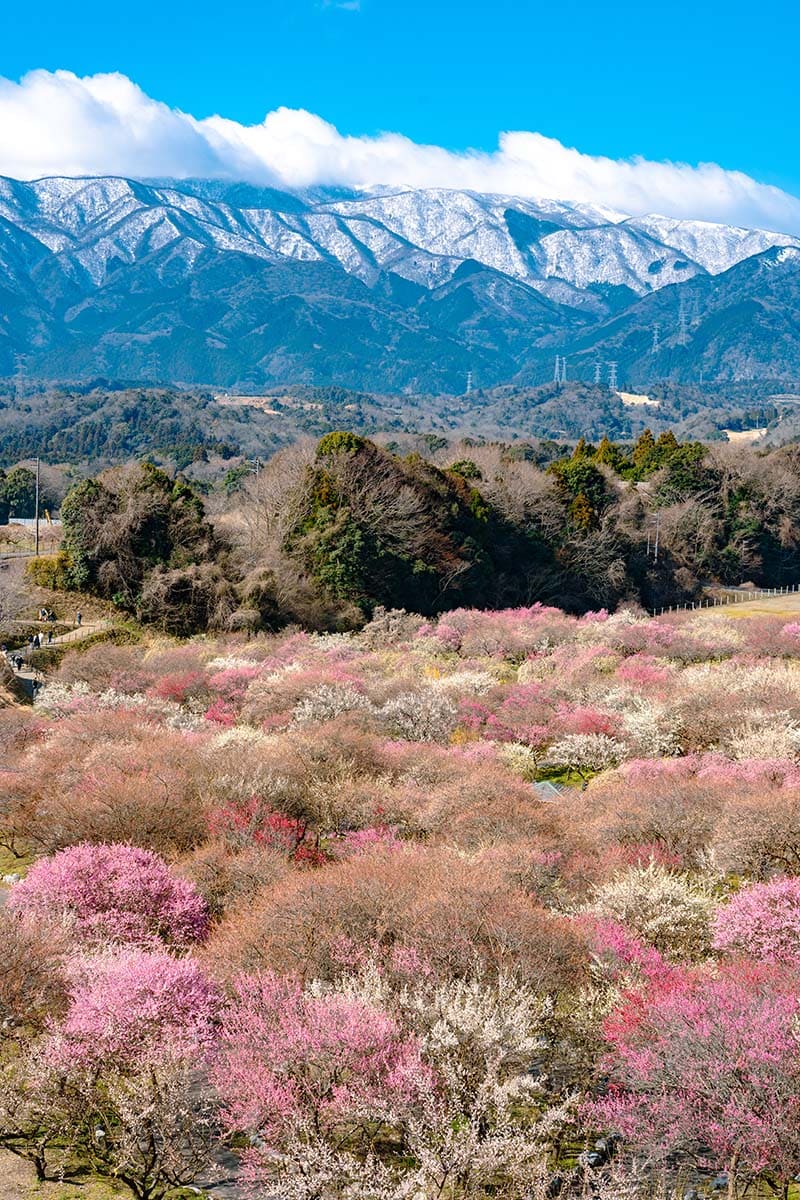 이나베시 농업공원