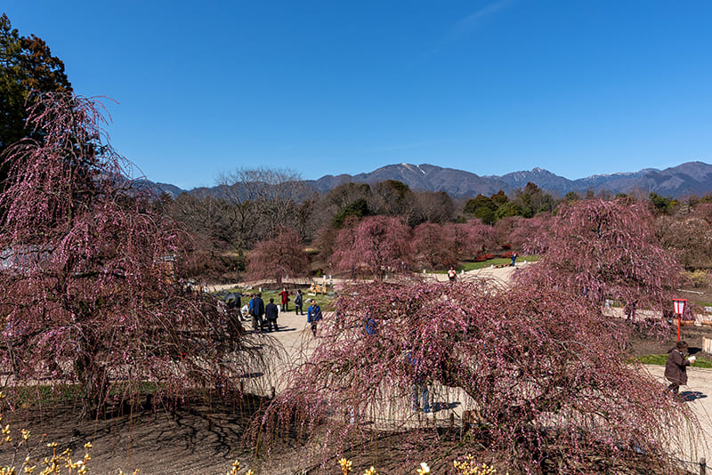 스즈카노 모리 정원