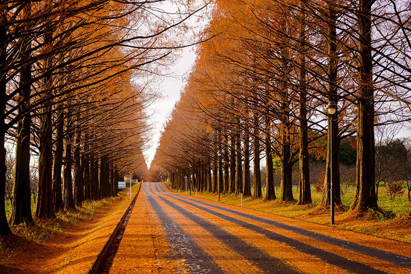 메타세쿼이아 가로수길