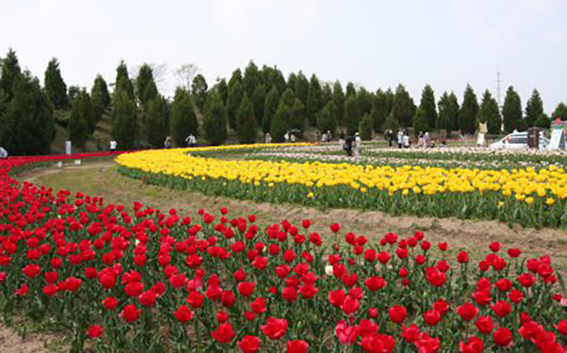 เมืองคามิโกริ