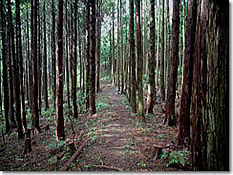 熊野古道 大辺路 仏坂