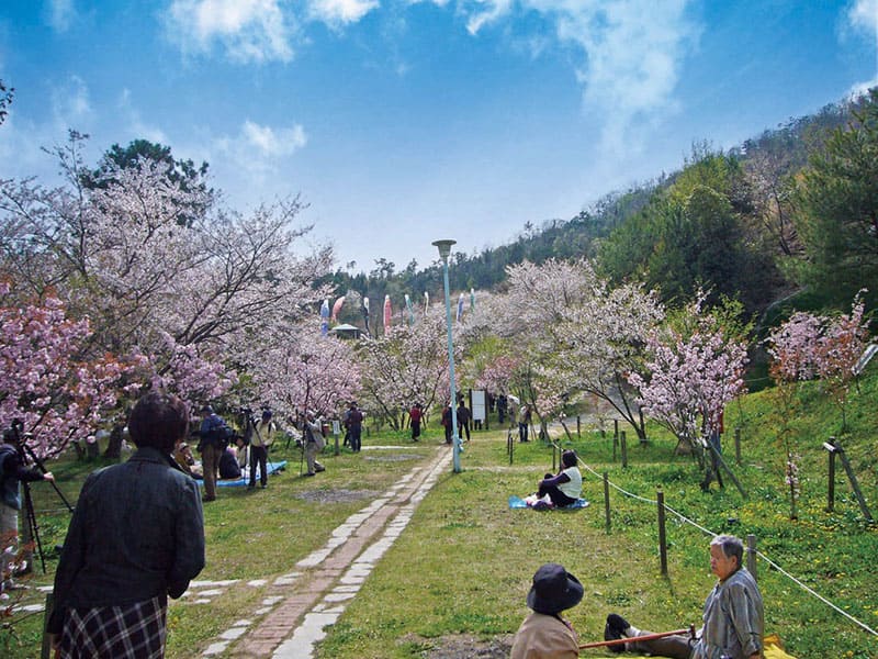 宗堂桜