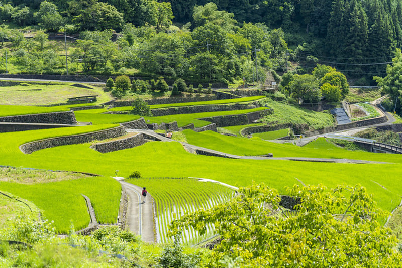 井仁の棚田