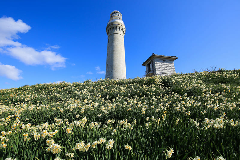角島灯台公園（水仙）
