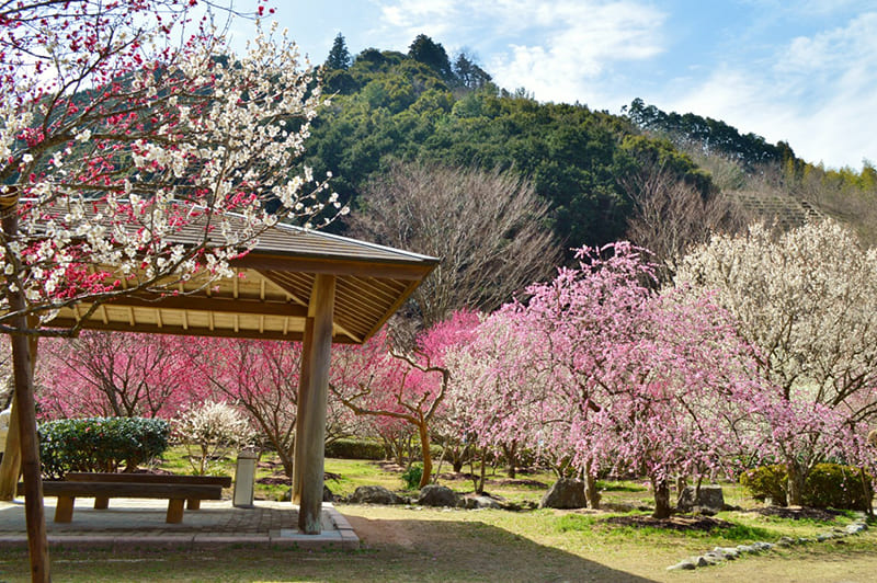 萩往還梅林園