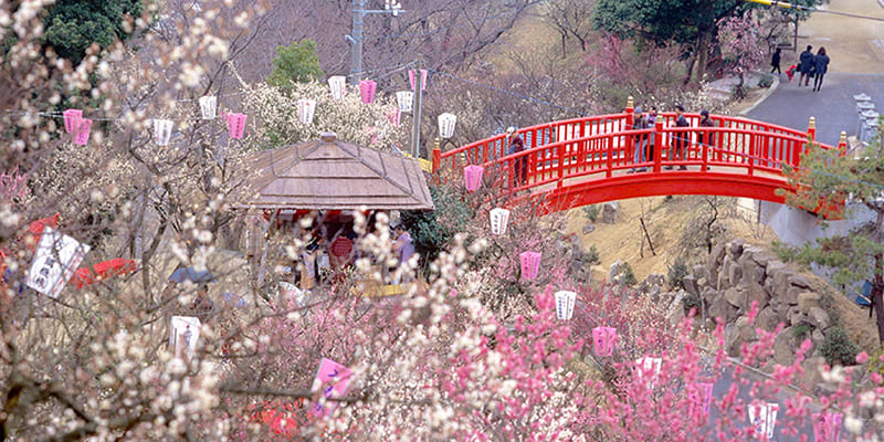 冠山総合公園（梅）