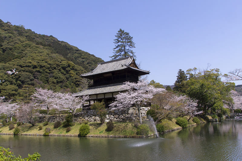 吉香公園（桜）