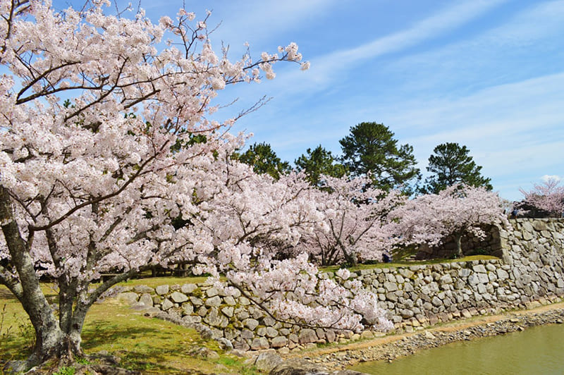 萩城跡指月公園（桜）