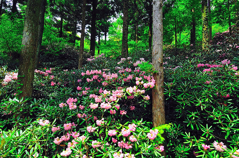 四国山岳植物園