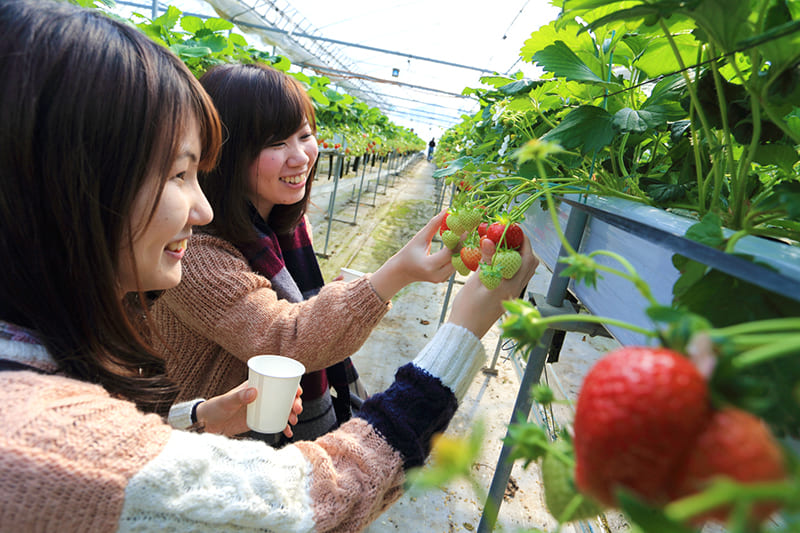 いちごはうす（イチゴ狩り）
