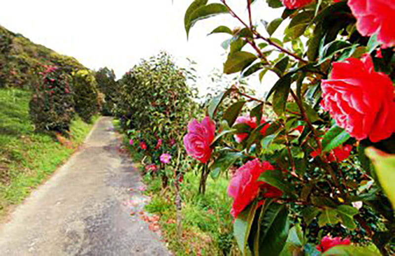 那賀川BLUEBERRYみき農園