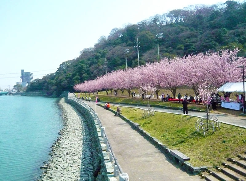 徳島中央公園・蜂須賀桜