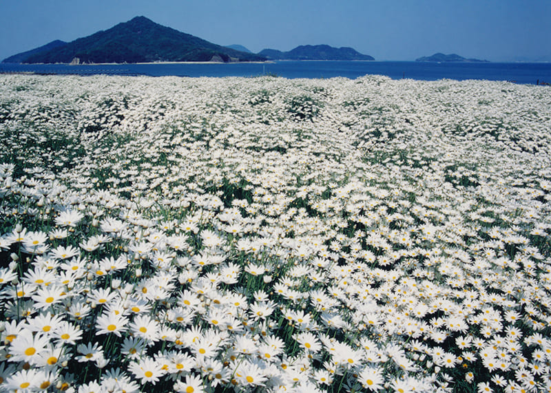 荘内半島