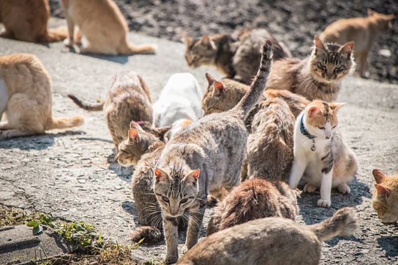 青島（猫の島）