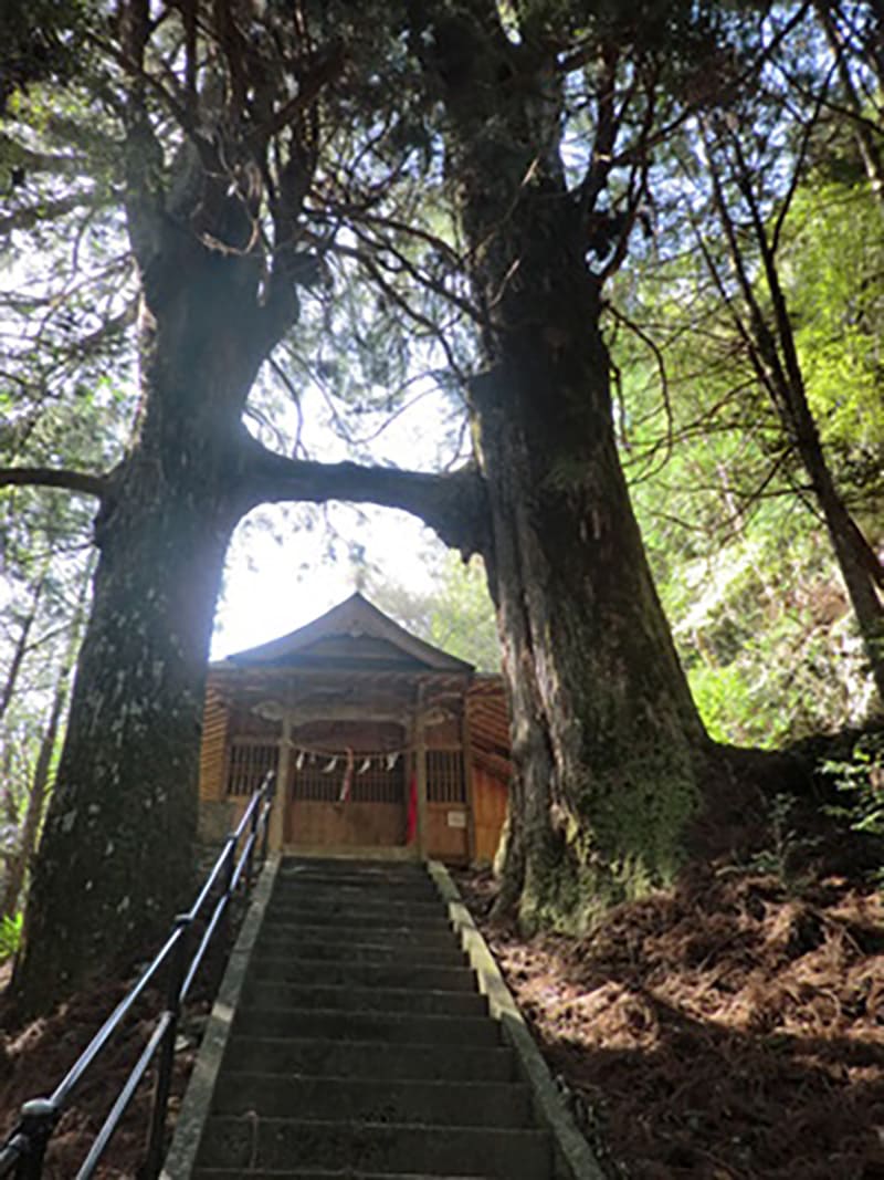 桑の川の鳥居杉