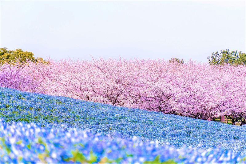 สวนสาธารณะริมทะเลอุมิโนะนากามิจิ