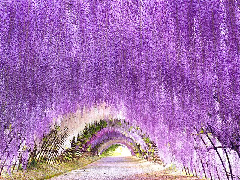 สวนวิสทีเรียคาวาจิ