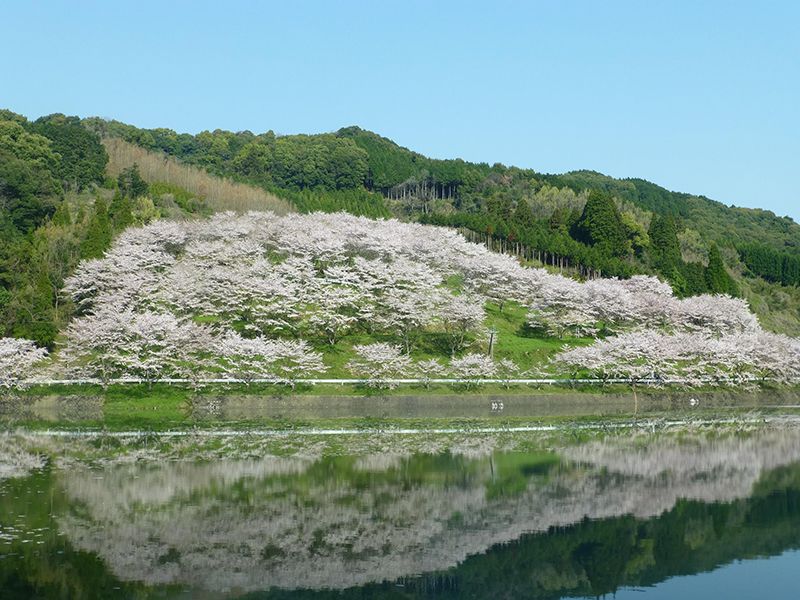 庭木ダム