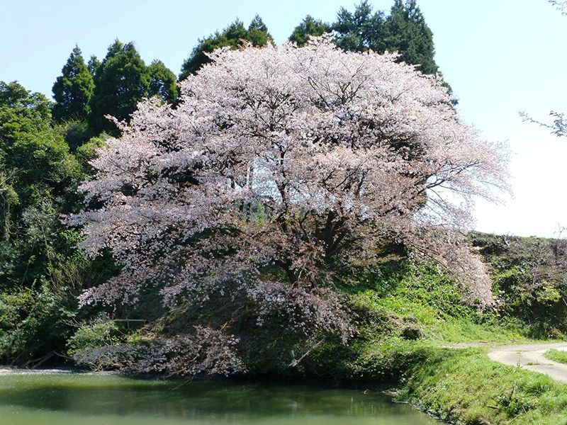 川内ジラカンス