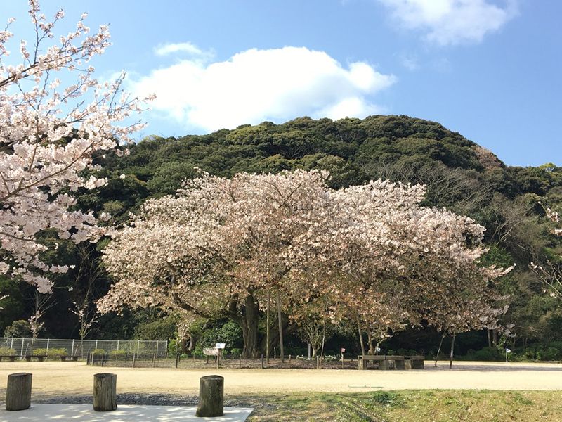 衣干山さくら公園