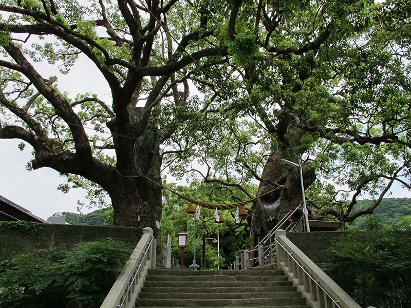 山王神社の大クス（被爆クスノキ）